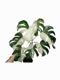 Monstera Variegata (zum aussuchen)