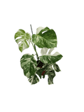 Monstera Variegata (zum aussuchen)