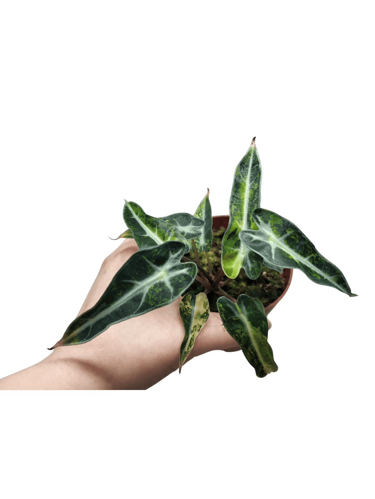 Alocasia Polly Aurea Variegata