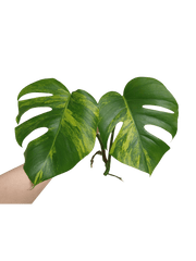 Monstera Aurea Steckling