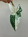 Syngonium Albo Variegata Steckling