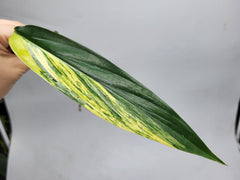 Epipremnum Amplissimum Variegata Steckling