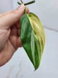 Epipremnum Amplissimum Variegata Steckling