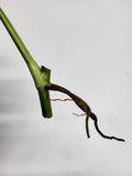 Epipremnum Amplissimum Variegata Steckling