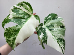 Monstera Variegata Steckling