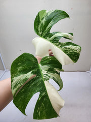 Monstera Variegata Steckling