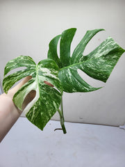 Monstera Variegata Steckling