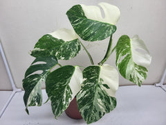 Monstera Variegata