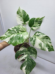 Monstera Variegata