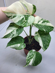 Monstera Variegata