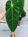 Anthurium Queremalense