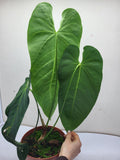 Anthurium Queremalense