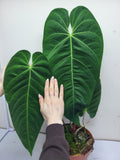 Anthurium Queremalense