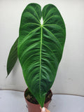 Anthurium Queremalense