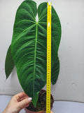 Anthurium Queremalense