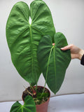 Anthurium Queremalense