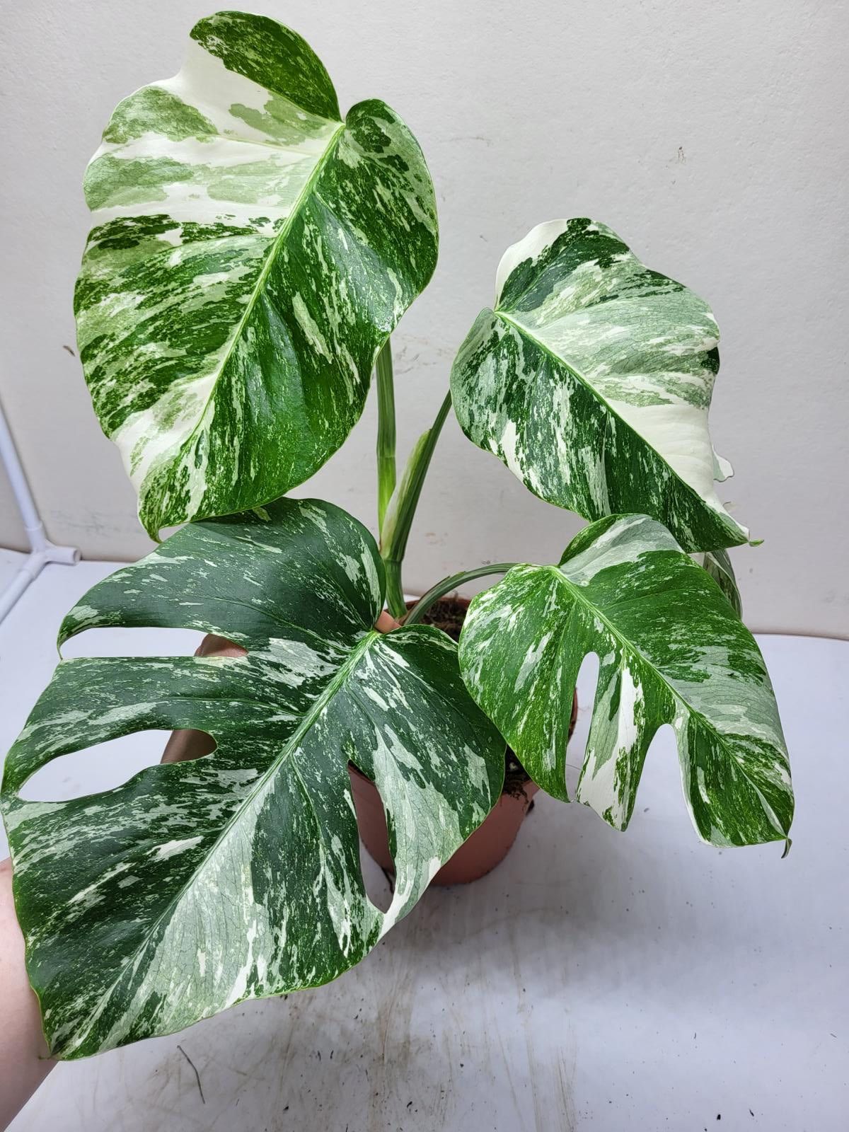 Monstera Variegata