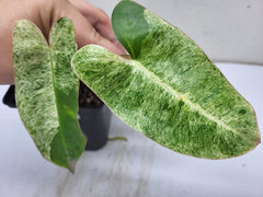 Philodendron Burle Marx Mint