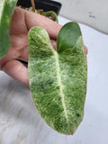 Philodendron Burle Marx Mint