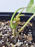 Philodendron Burle Marx Mint