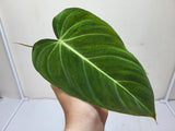 Philodendron Glorious Steckling