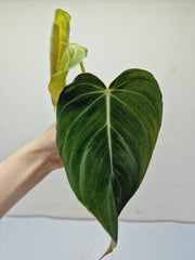 Philodendron Glorious Steckling