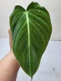 Philodendron Glorious Steckling