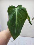 Philodendron Glorious Steckling