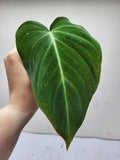 Philodendron Glorious Steckling