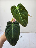 Philodendron Melanochrysum Steckling