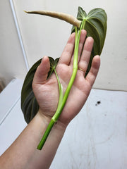 Philodendron Melanochrysum Steckling