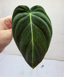 Philodendron Melanochrysum Steckling