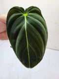 Philodendron Melanochrysum Steckling