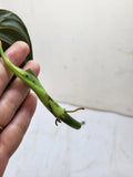 Philodendron Melanochrysum Steckling