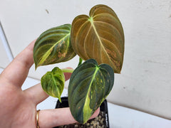 Philodendron Melanochrysum Variegata