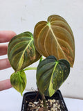 Philodendron Melanochrysum Variegata