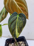 Philodendron Melanochrysum Variegata