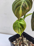 Philodendron Melanochrysum Variegata