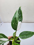 Philodendron White Princess