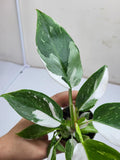 Philodendron White Princess