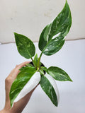 Philodendron White Princess