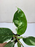 Philodendron White Princess