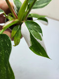 Philodendron White Princess