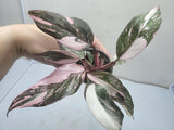 Philodendron Pink Princess