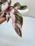 Philodendron Pink Princess