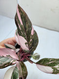 Philodendron Pink Princess