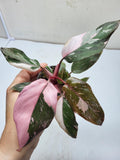 Philodendron Pink Princess