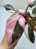 Philodendron Pink Princess