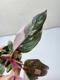 Philodendron Pink Princess