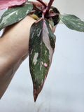 Philodendron Pink Princess